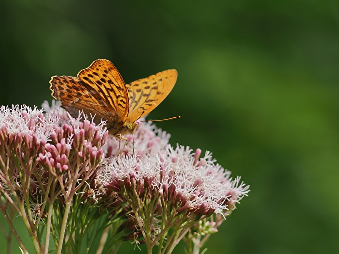 Aristokratenklamotten