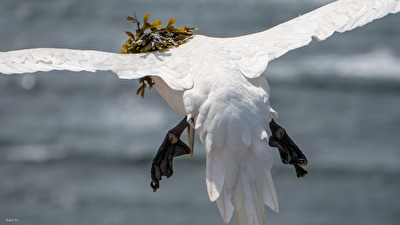 Basstölpel mit "Häubchen"