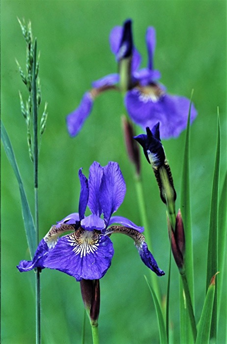 " Blüten - Pracht "