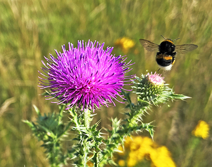Flugmoment   Fliegende Insekten