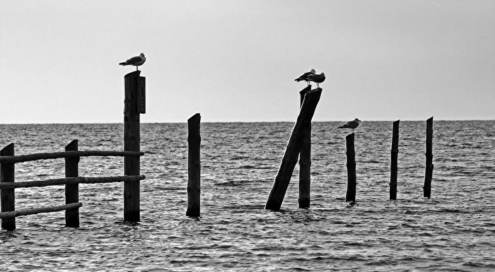 Monochrom / Möwen am Morgen (schwarz weiß)