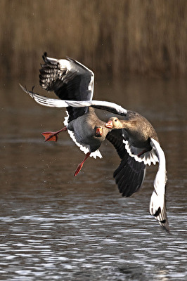 gedränge beim Start
