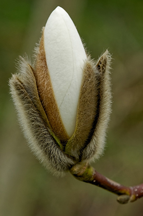 Magnolie