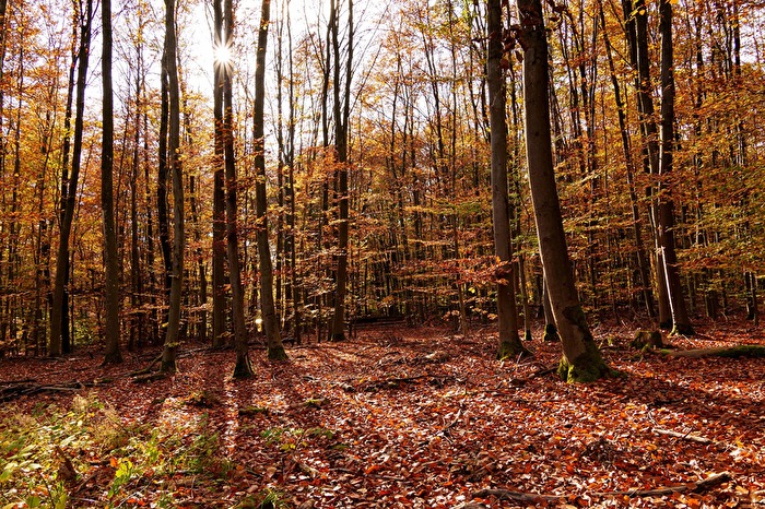 Über dem Steigerwald