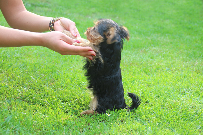 Tierische Freunde