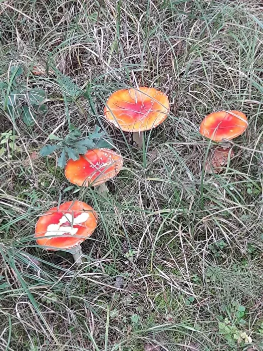 Pilze Pilze im Pfälzerwald