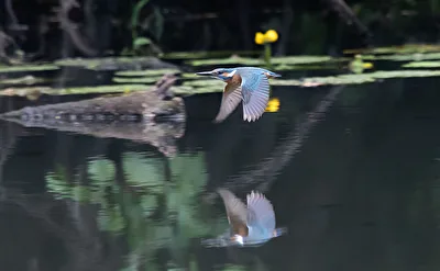 im Flug erwischt