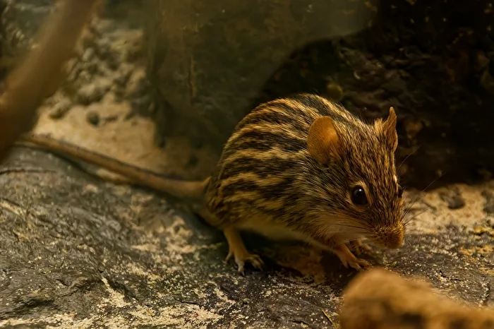Many-striped grass mouse