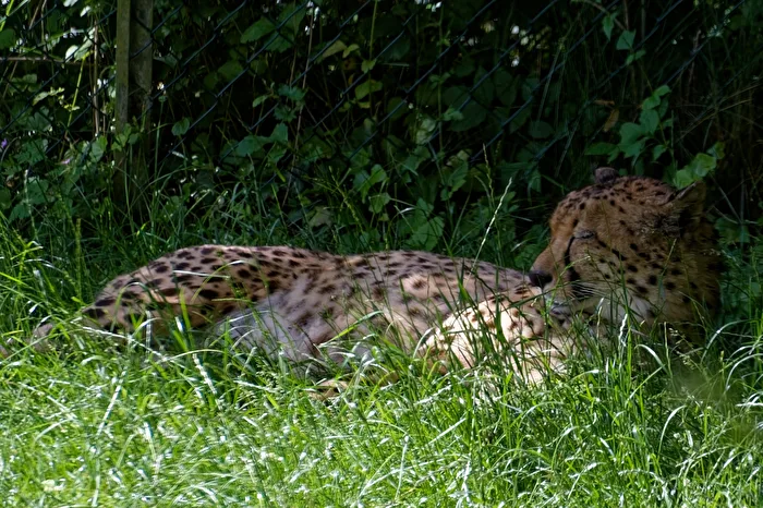 Gepard