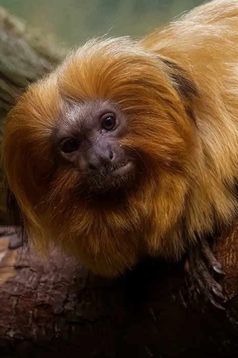Lion Tamarin