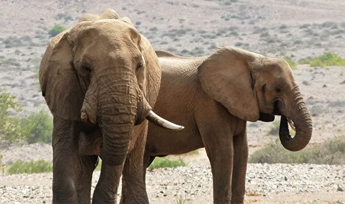 One tusk