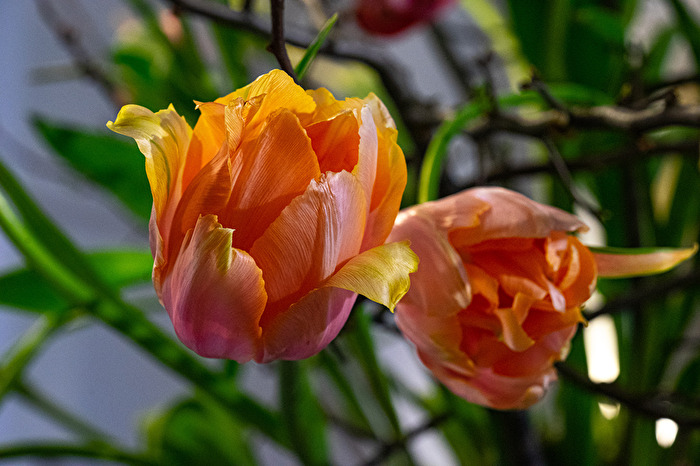Tulpen