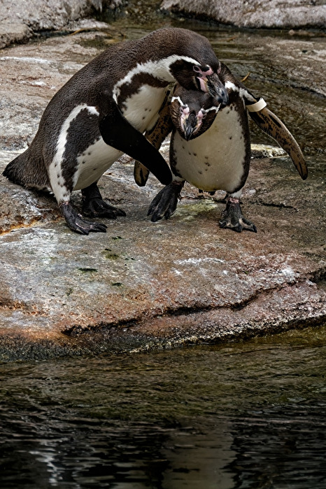 Pinguine