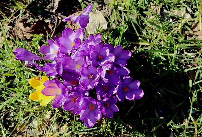 Crocuses