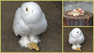 Schneeeule beim Frühstück