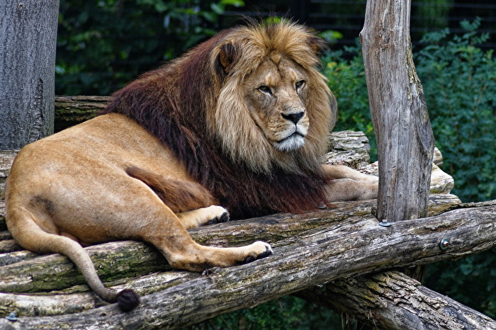 Löwe