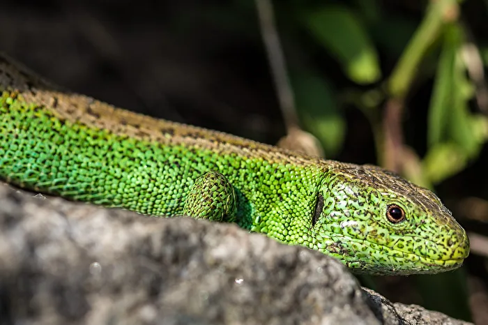 In the Shine of Emerald Green