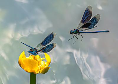 . . .  im Anflug . . .