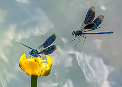 . . .  im Anflug . . .