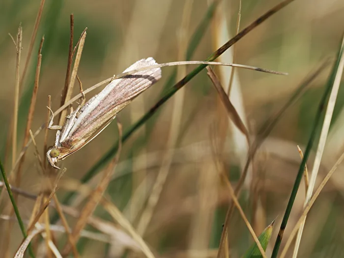 Small Moth
