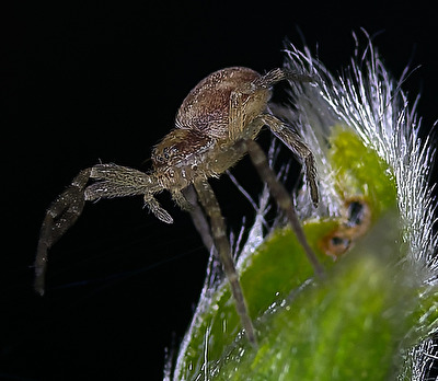 Ne Spinne vielleicht 2mm gross