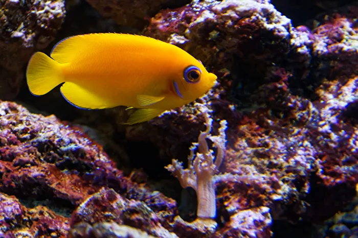 Meerwasserfisch