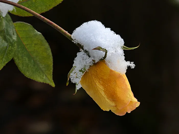 With winter hat