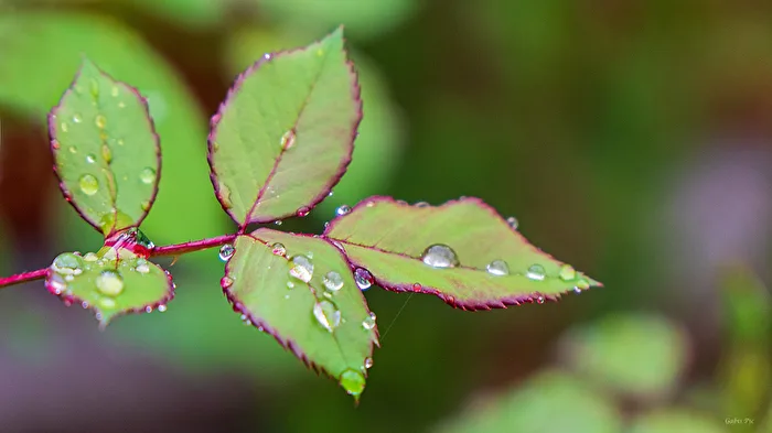 Finally Rain