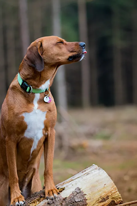 Tongue Always in the Wind