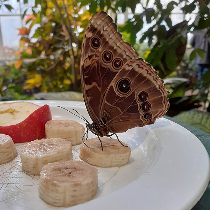 blauer Morphofalter - oder irrtümlich "Bananenfalter" genannt