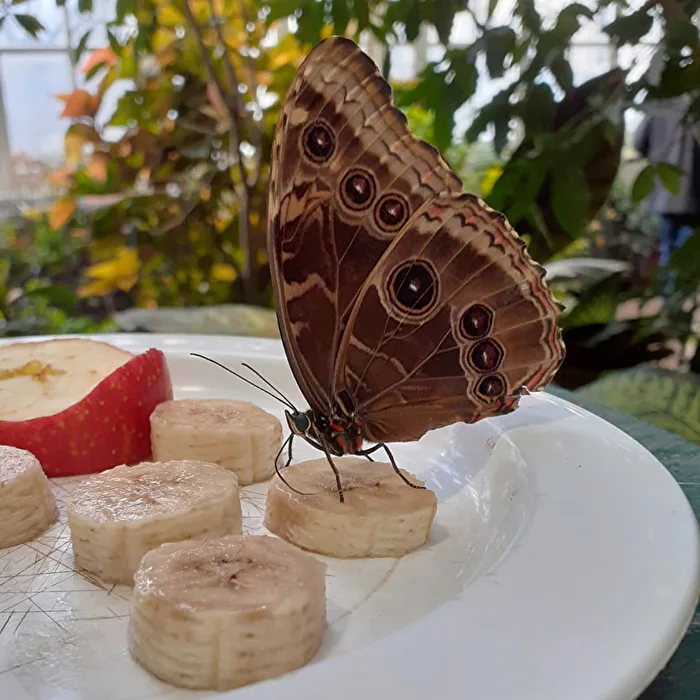 blauer Morphofalter - oder irrtümlich "Bananenfalter" genannt