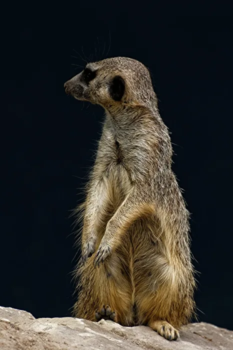 Erdmännchen