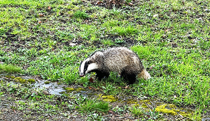 heute Mittag, ein Dachs auf dem Leipziger Südfriedhof...