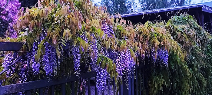 Blauregen
