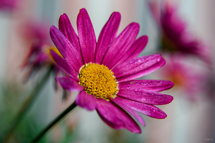 Margerite nach der Regendusche