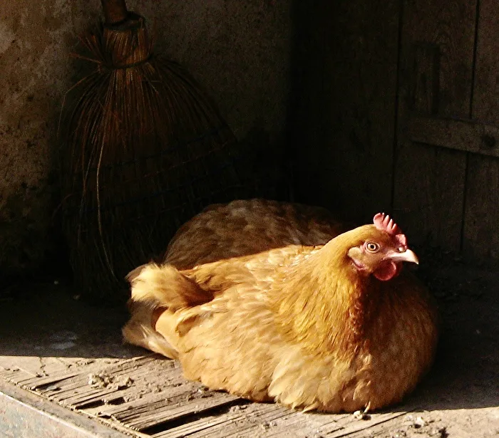and an egg every day