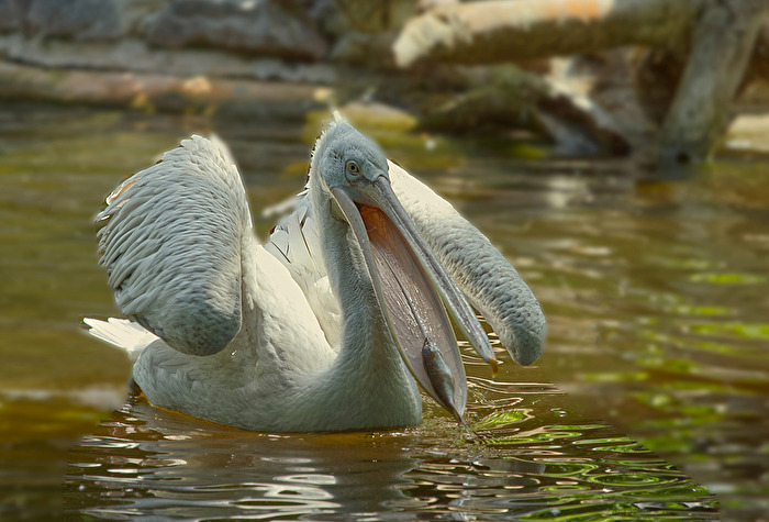Pelikan mit Fisch