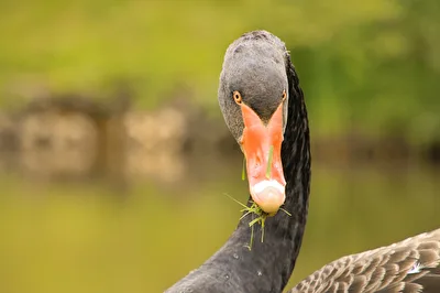 Schwarzer Schwan