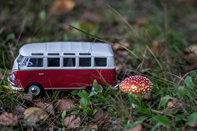 Ausflug zum Fliegenpilz