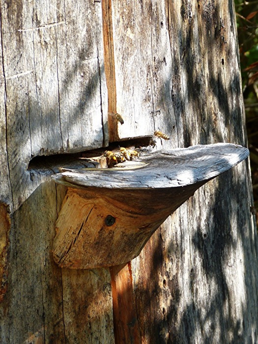 Bienenstock