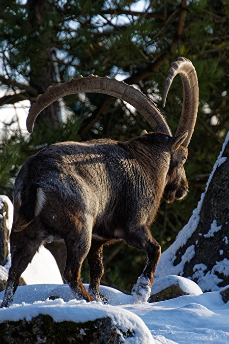 Alpensteinbock