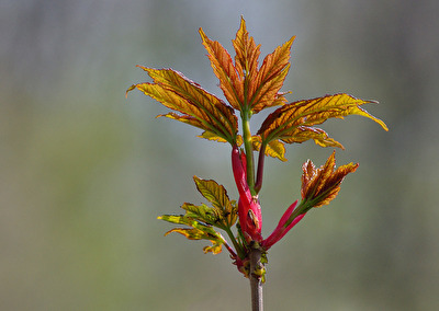 Frühling