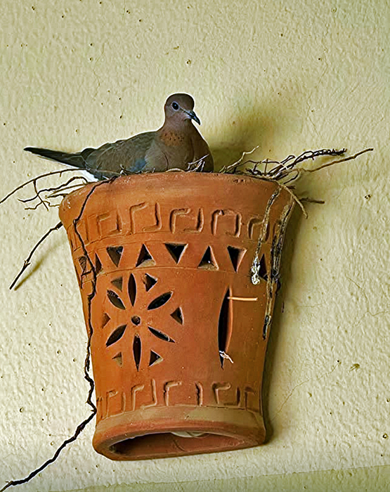 Lachtaube auch Senegaltaube genannt