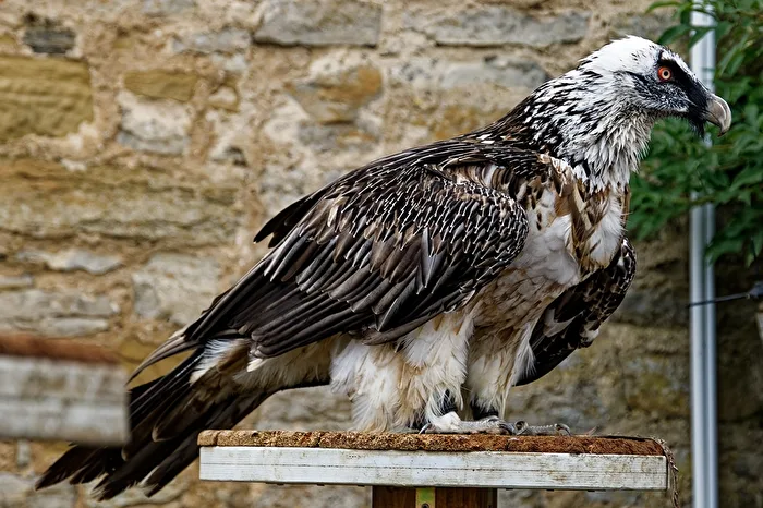 Bearded Vulture
