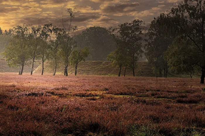 Heide am Morgen