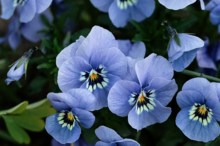 Blüten in unterschiedlichen Stadien