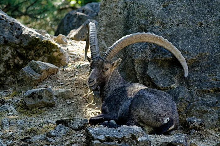 Alpine ibex