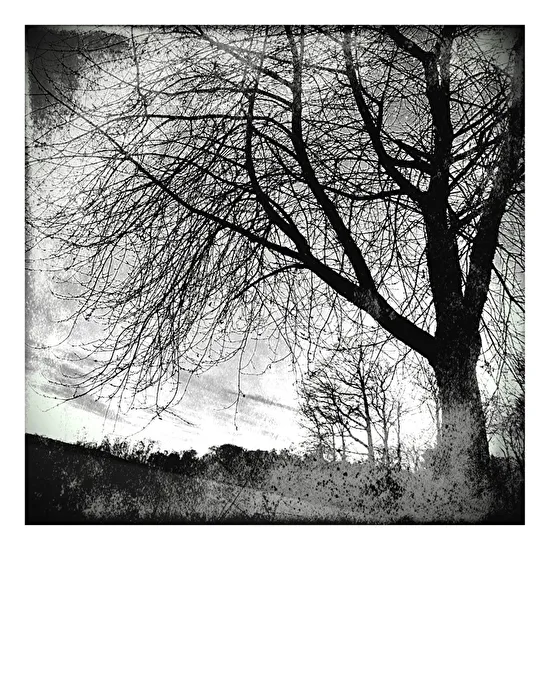Mein Freund der Baum