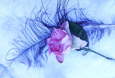 Feder trifft  auf Rose