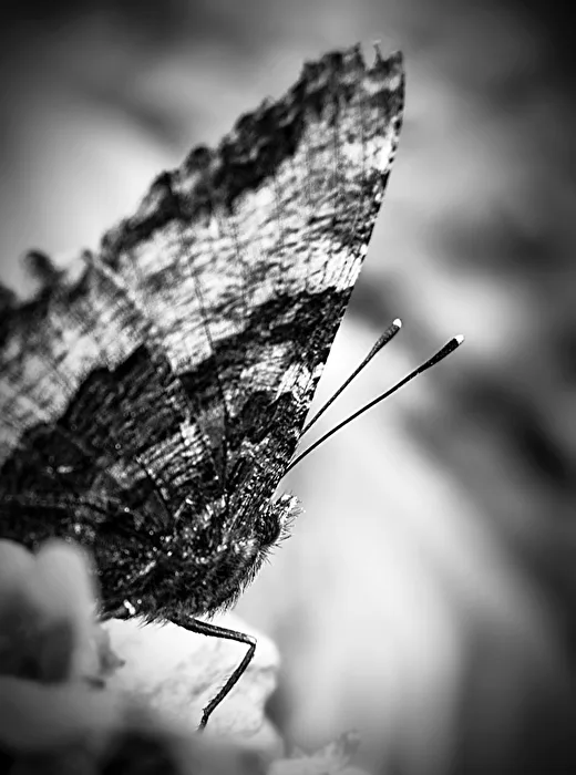 Antennae in Focus...
